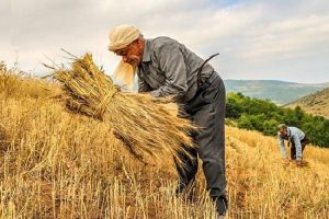 تعهد ارزی کشاورزان