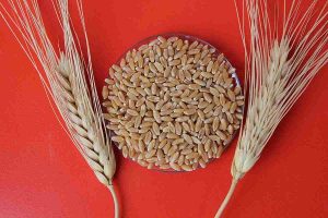 واردات گندم