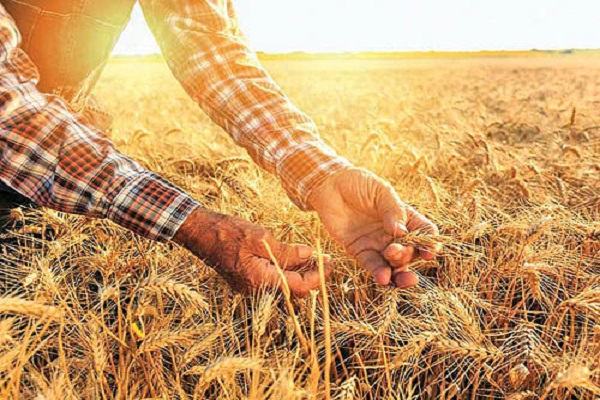 واردات گندم