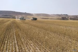 خرید تضمینی گندم