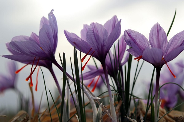 صادرات زعفران