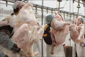 گوشت بوقلمون