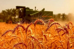خرید تضمینی گندم