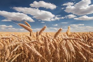 خرید تضمینی گندم