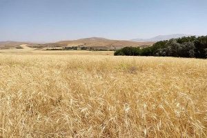 خرید تضمینی گندم