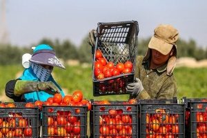 صادرات محصولات کشاورزی