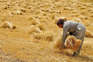 قیمت خرید تضمینی گندم