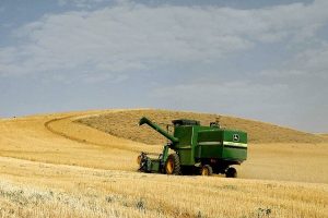 خرید تضمینی گندم