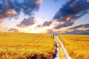 خرید تضمینی گندم