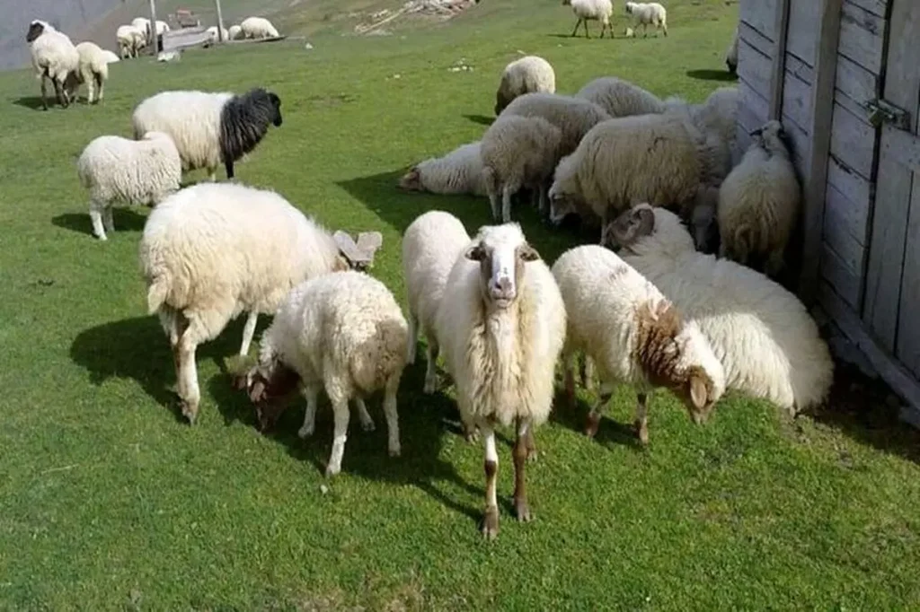 دام اربعین