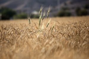 قیمت خرید تضمینی گندم