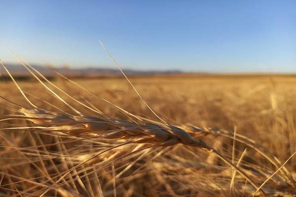 مطالبات گندمکاران