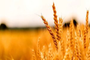 خرید تضمینی گندم