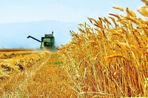 قیمت خرید تضمینی گندم