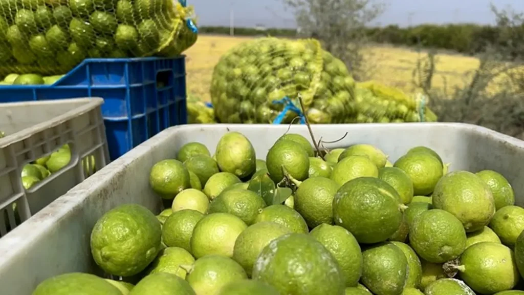لیموترش