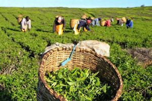 مطالبات چای‌کاران